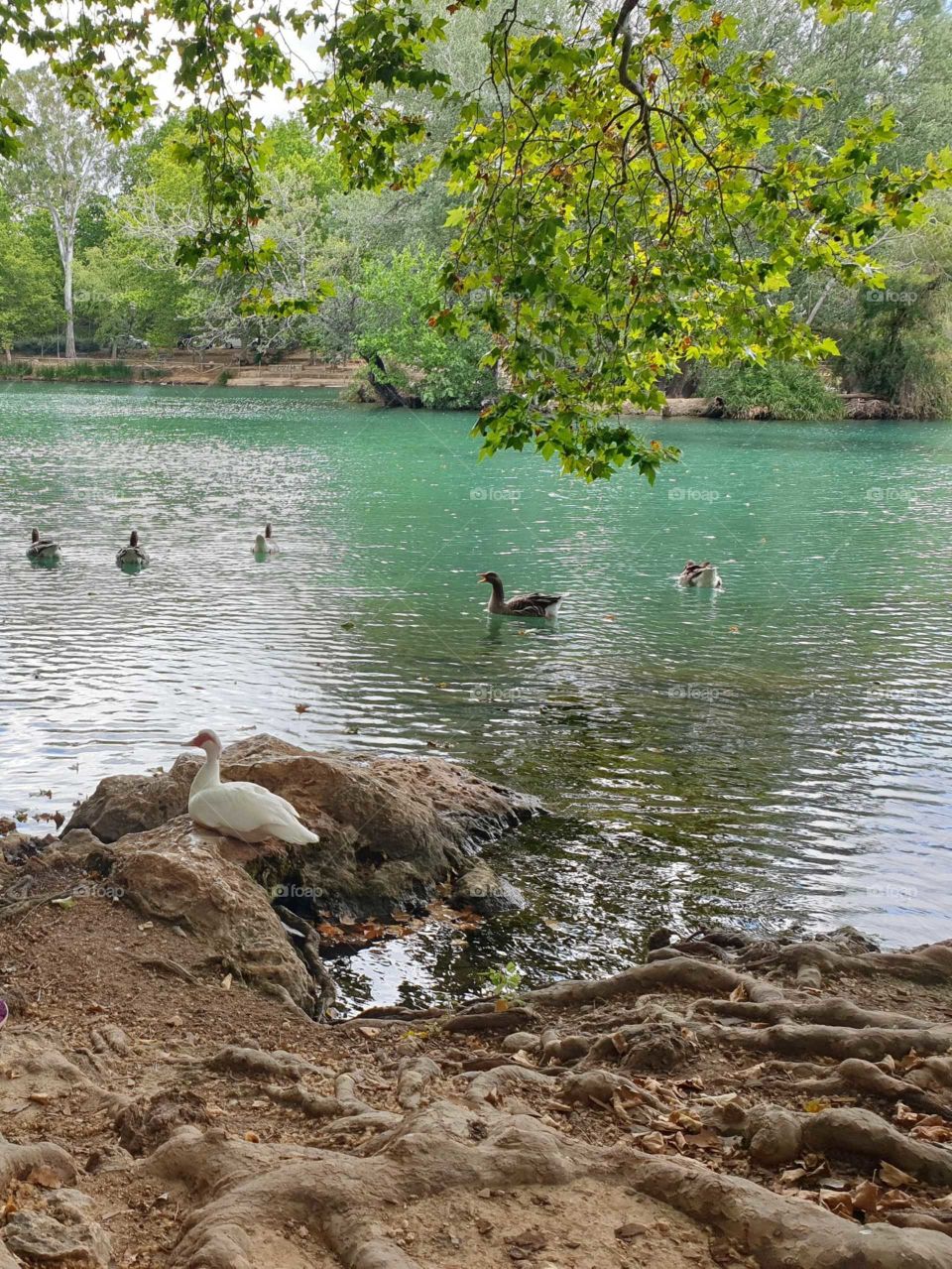 Lake#nature#ducks#palms#animal#trees