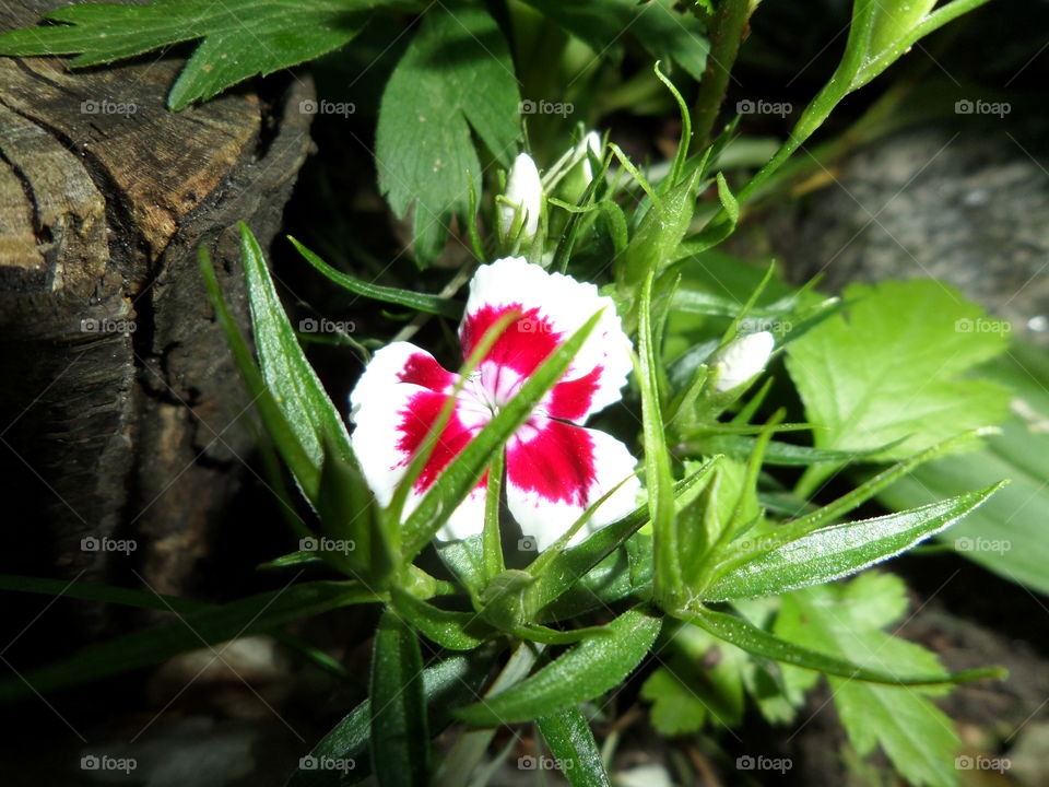 Dianthus. Nejlika