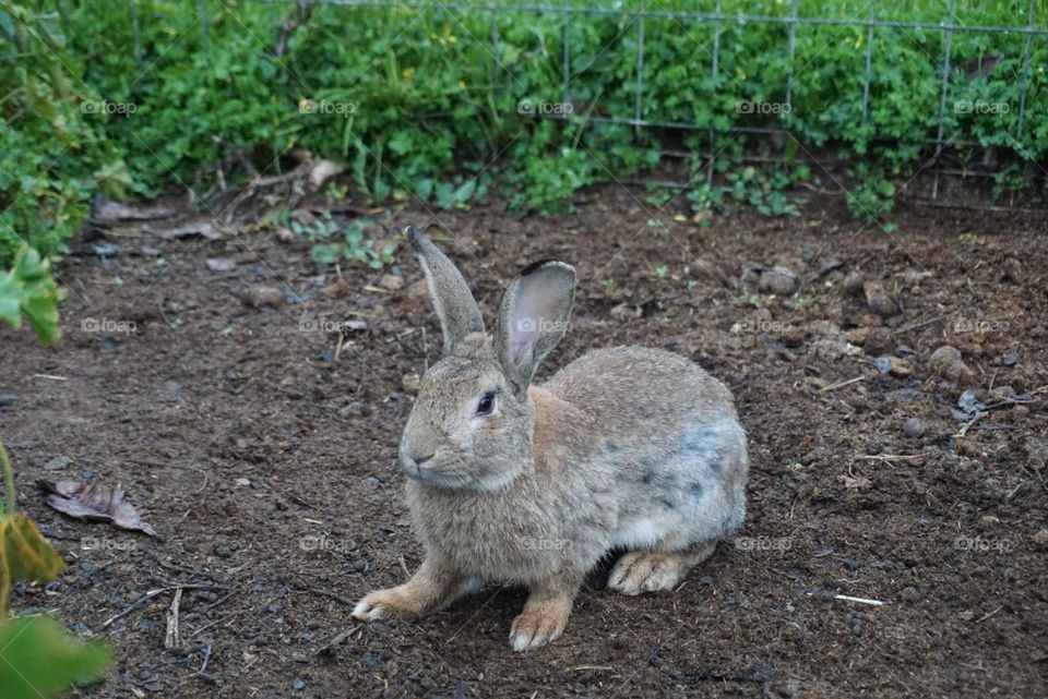 Rabbit#animal#nature#cute