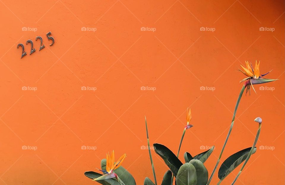 orange wall