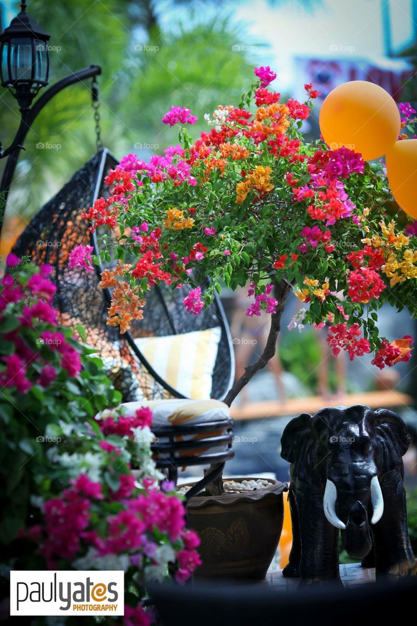 Colourful. Dancing, bright, flowers, party, tropical, beautiful, relaxing