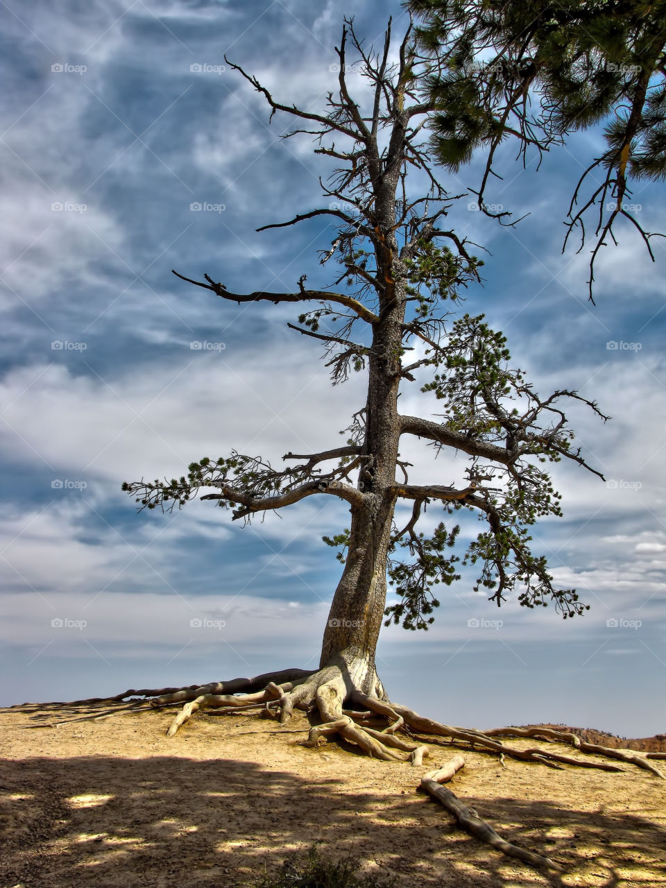 sky tree desert lonely by landon