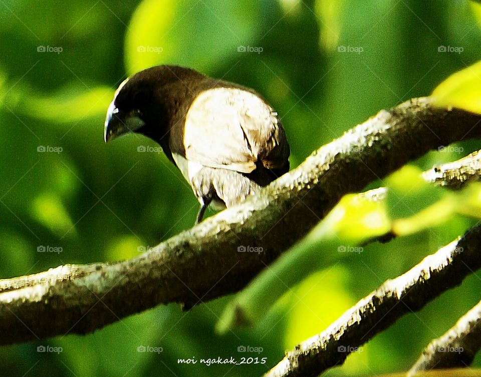 bird. bird on a branch