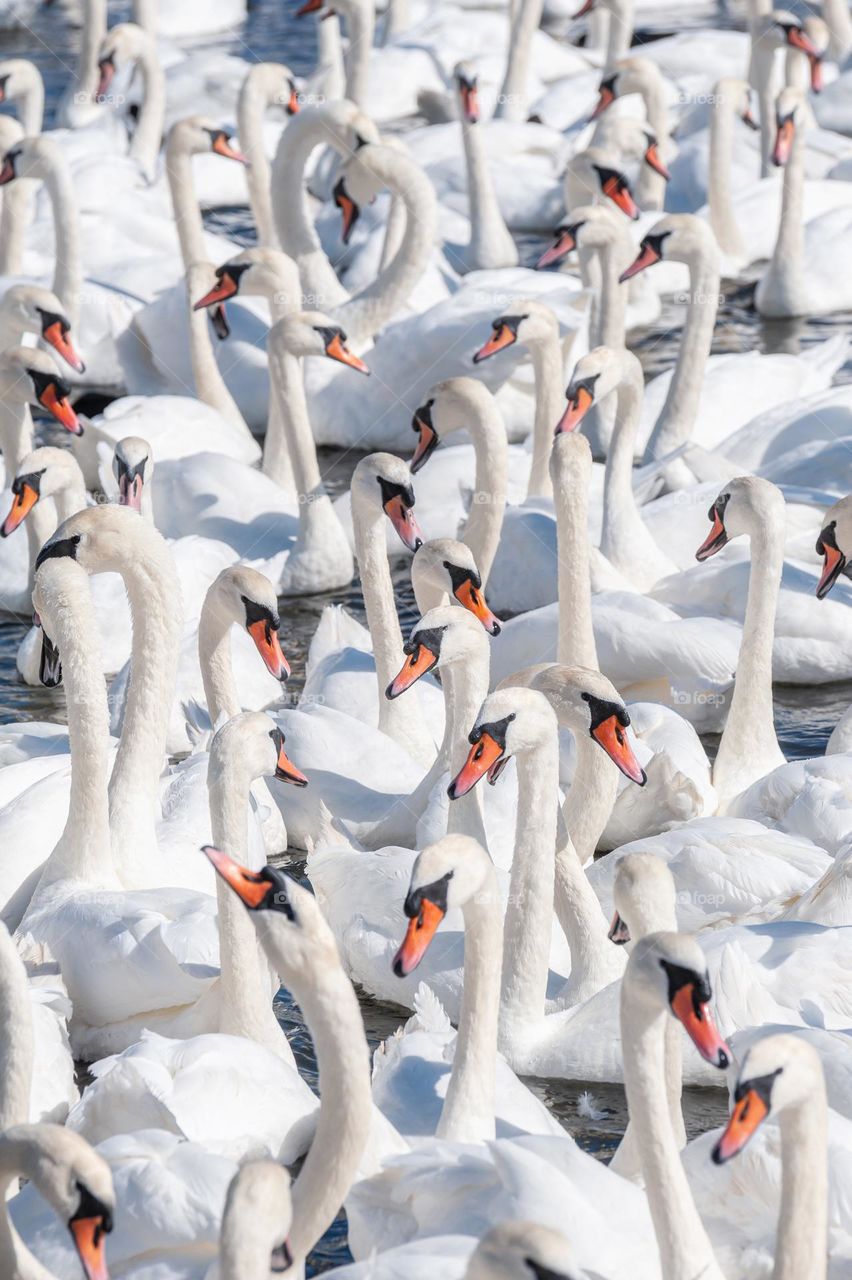 A huge flock of mute swans gather on lake. Creating a truly beautiful and amazing sight. Cygnus olor.