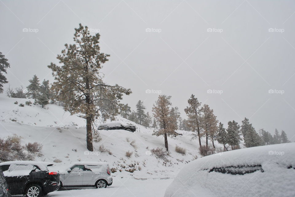 Forest in the winter