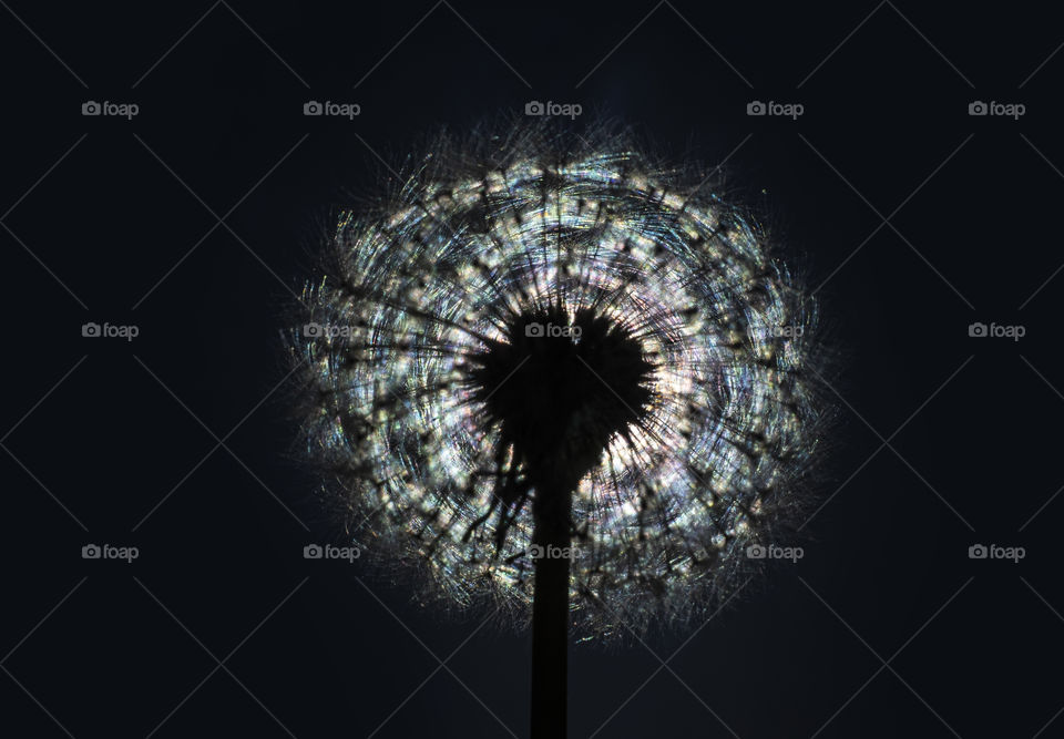 Dandelion