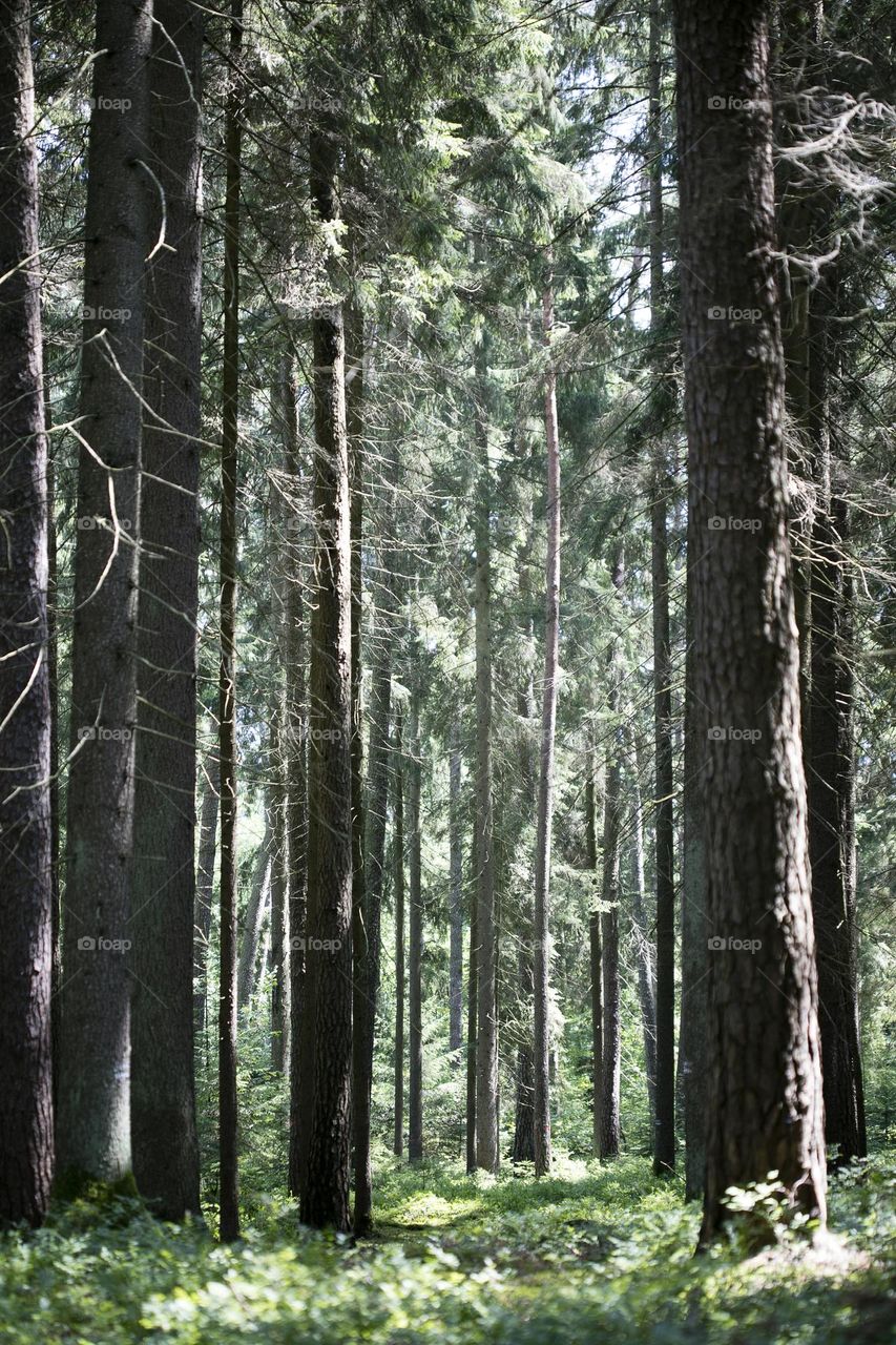 Exploring wild forest in Germany roads without end amazing nature therapy summer mood positive vibes wonderful day hustling daydreaming naturalism adventure time