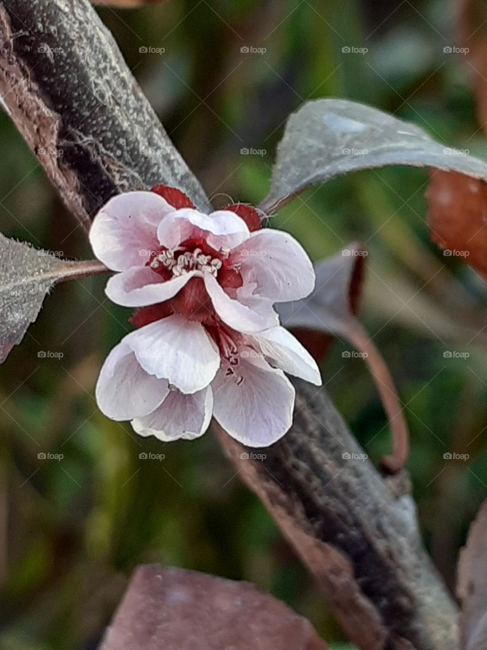 flor rosada naciendo