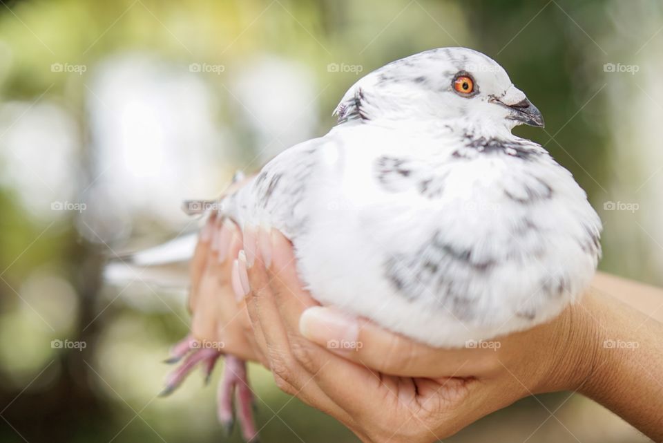 Bird, Nature, Wildlife, Outdoors, Pigeon