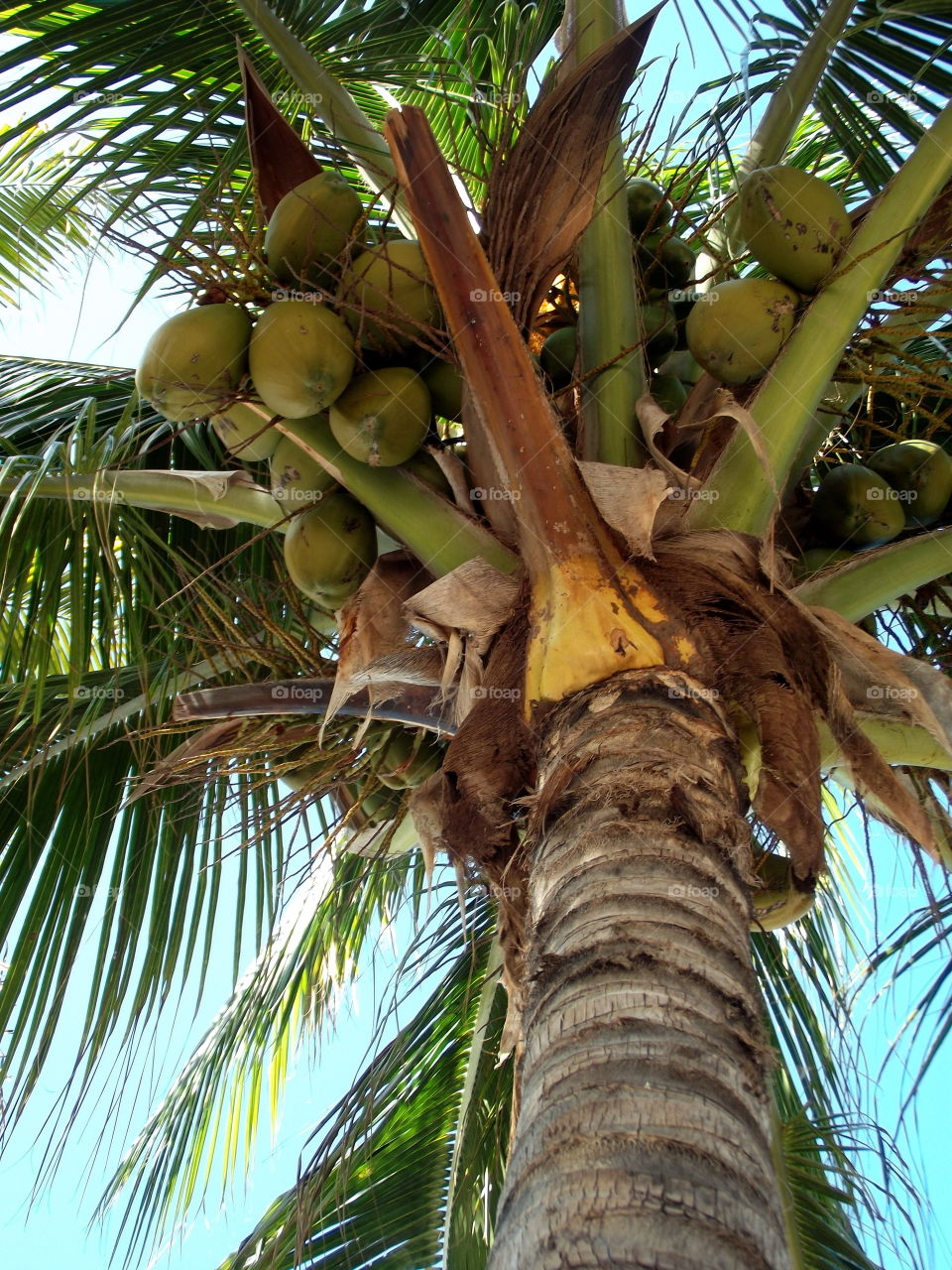 Coconuts on the palms of Turks and Caicos 