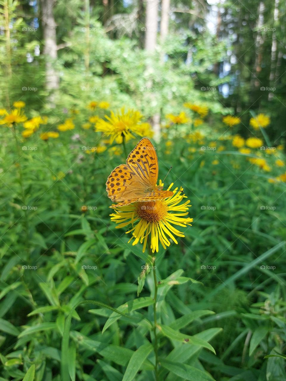 butterfly on the flower
