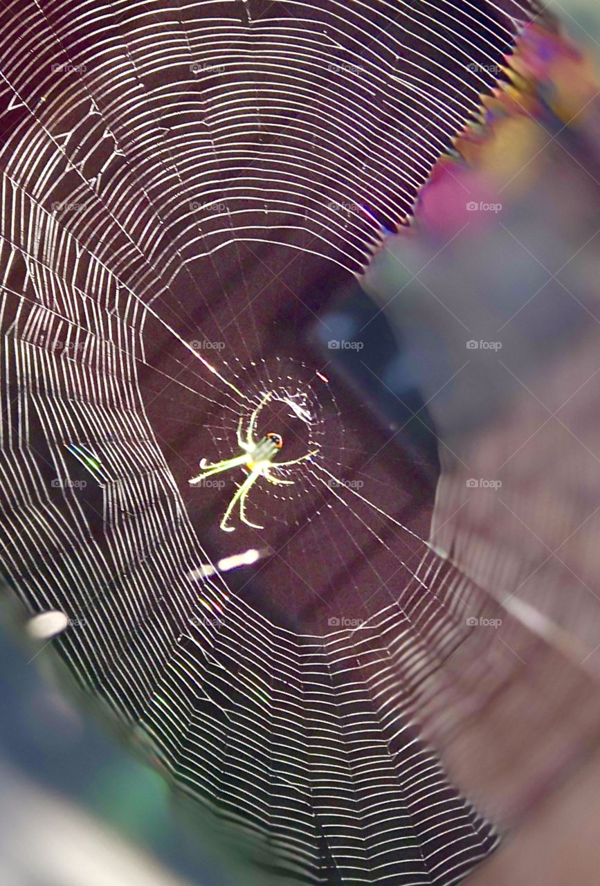 Web of Life can be lonely