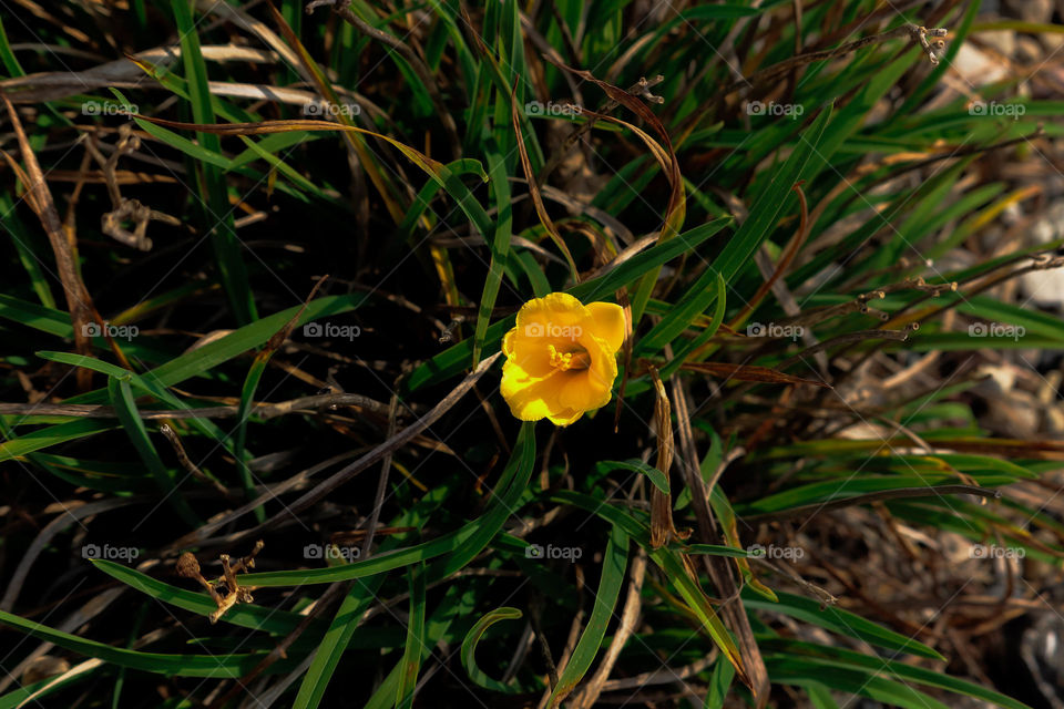 single yellow wild flower