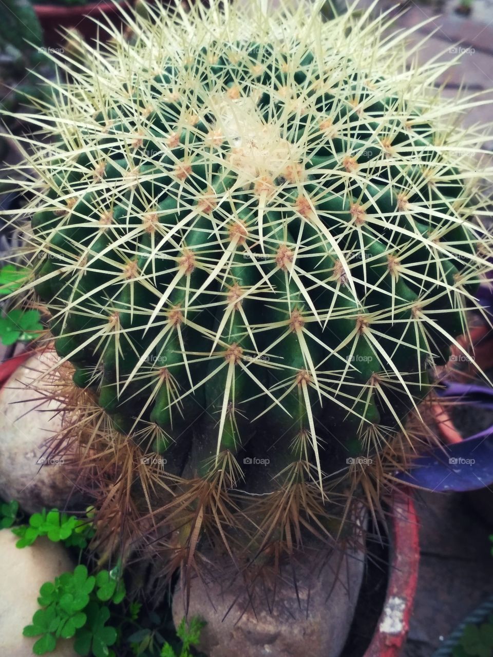 Cactus