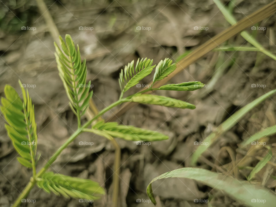 greenery it a naitur  face