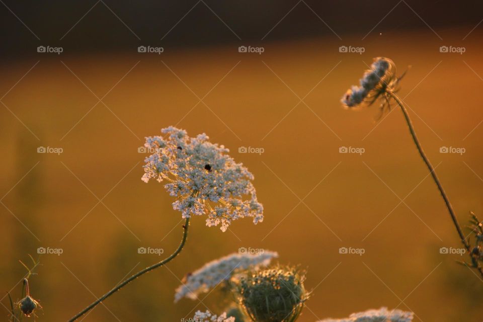 Golden hour flower 