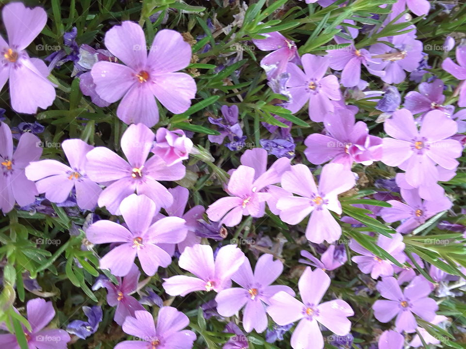 phlox