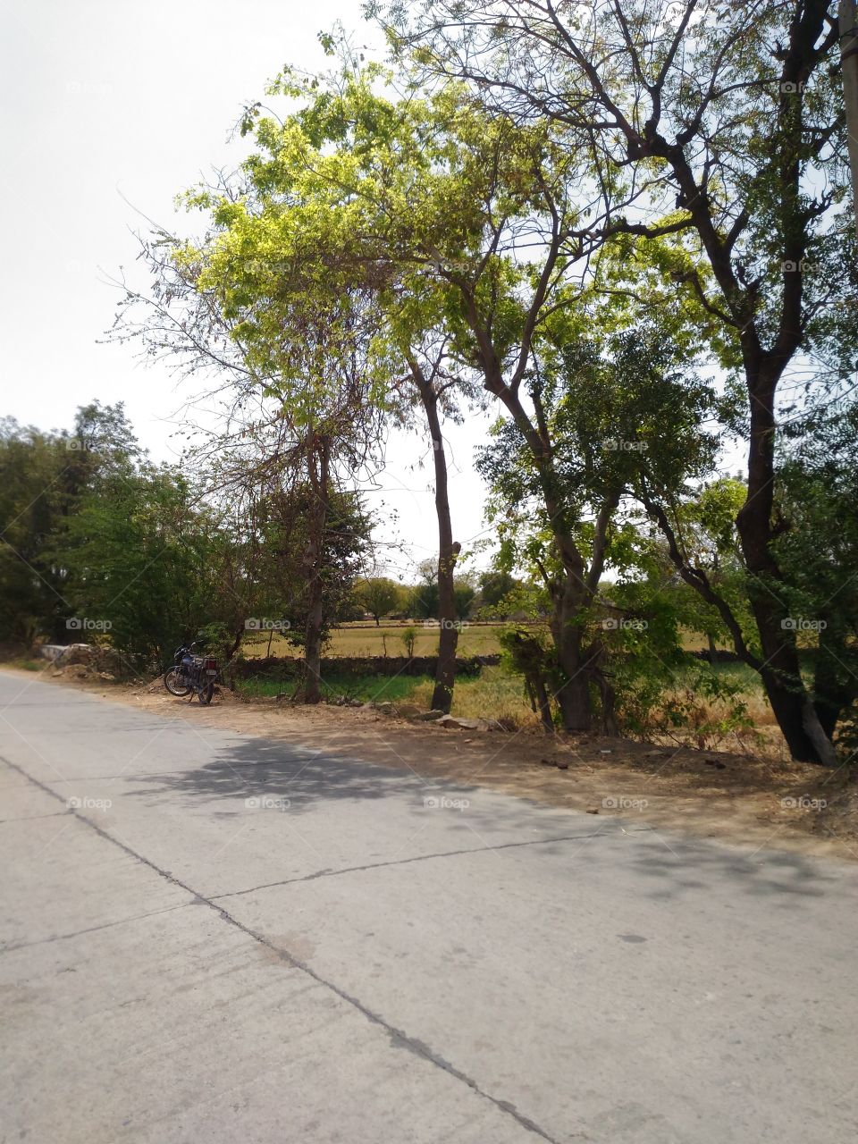 Tree, Landscape, Nature, Road, No Person