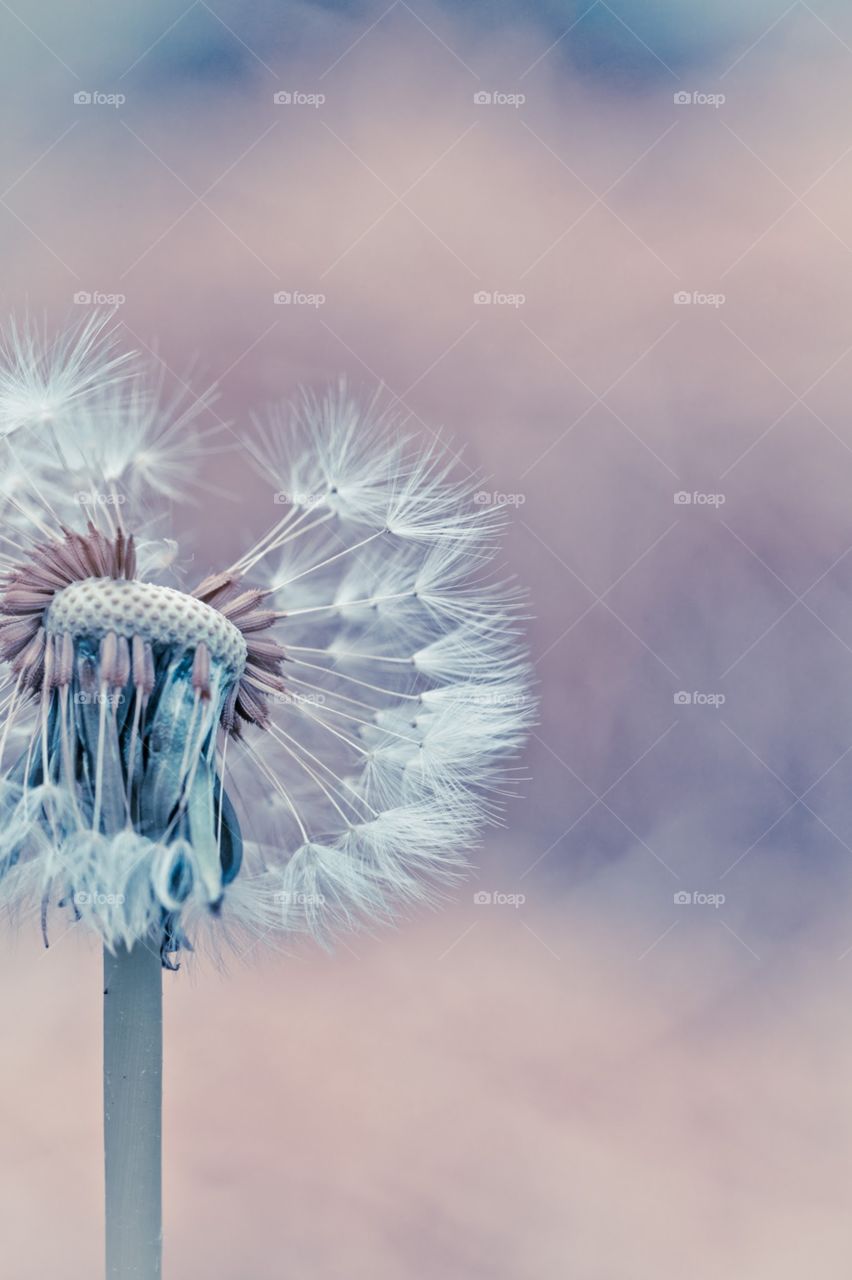 Lusterl. Dandelion at sunset