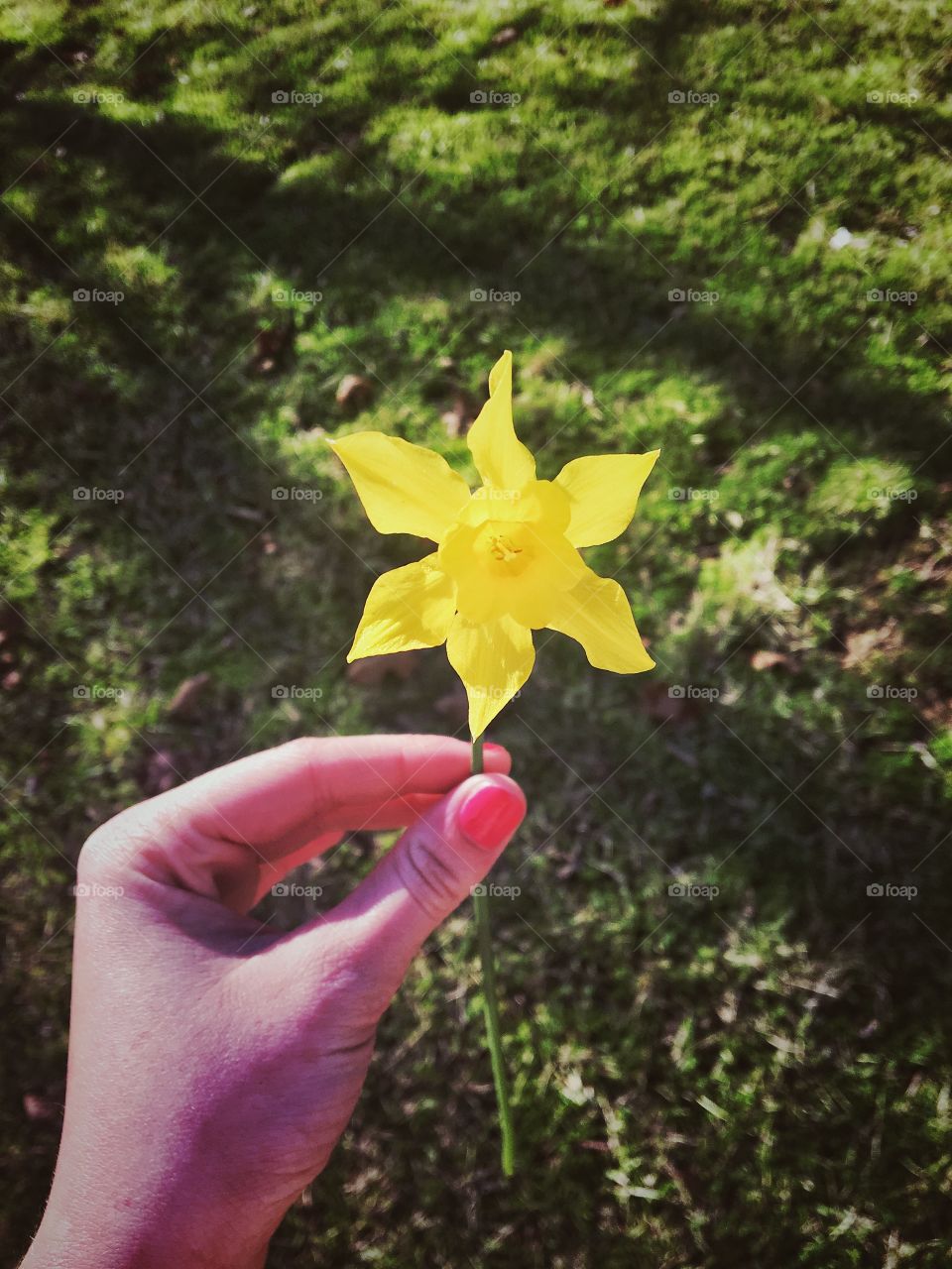 Enjoying the daffodils 🌼 