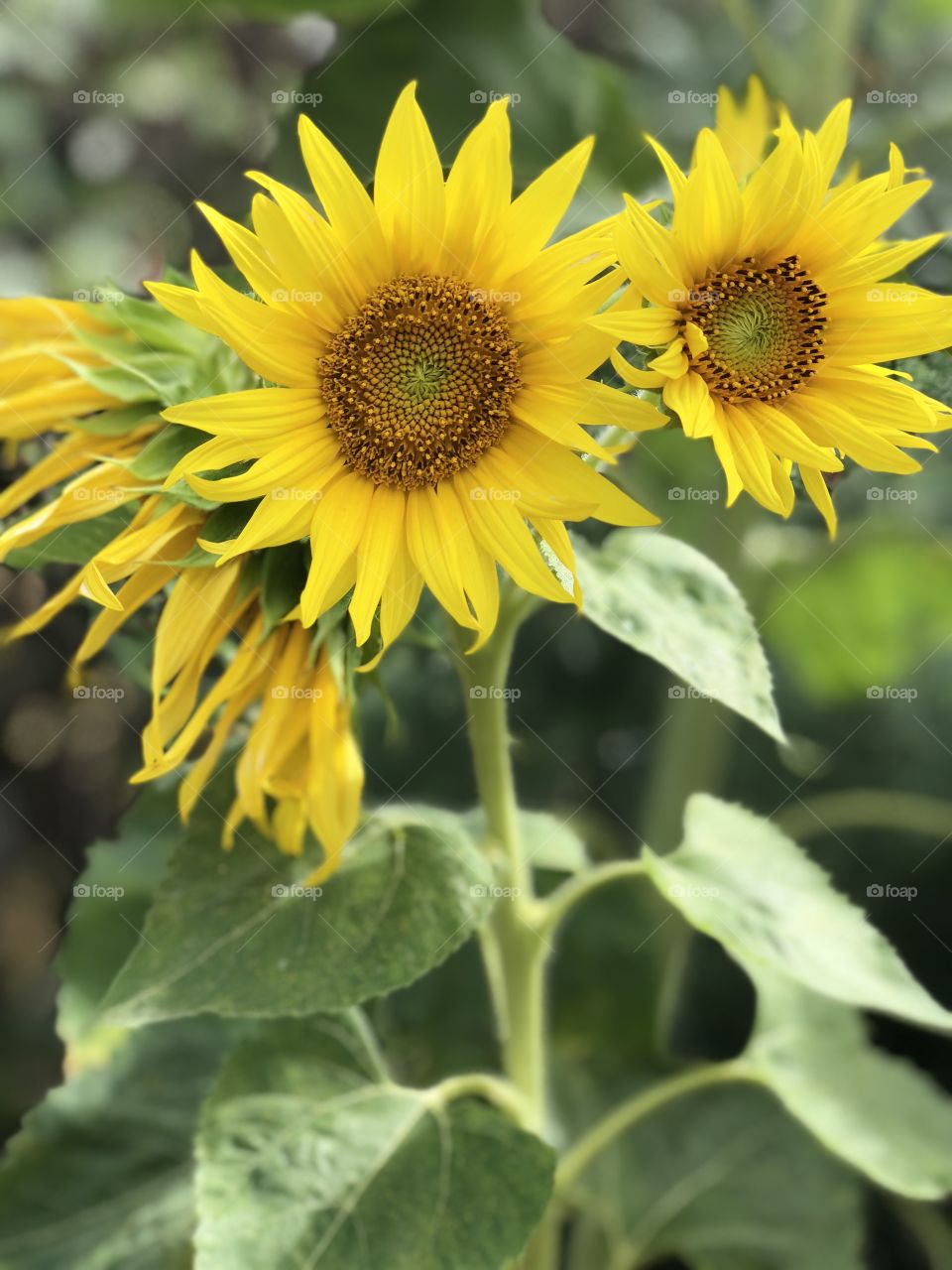 Sunflowers 🌻