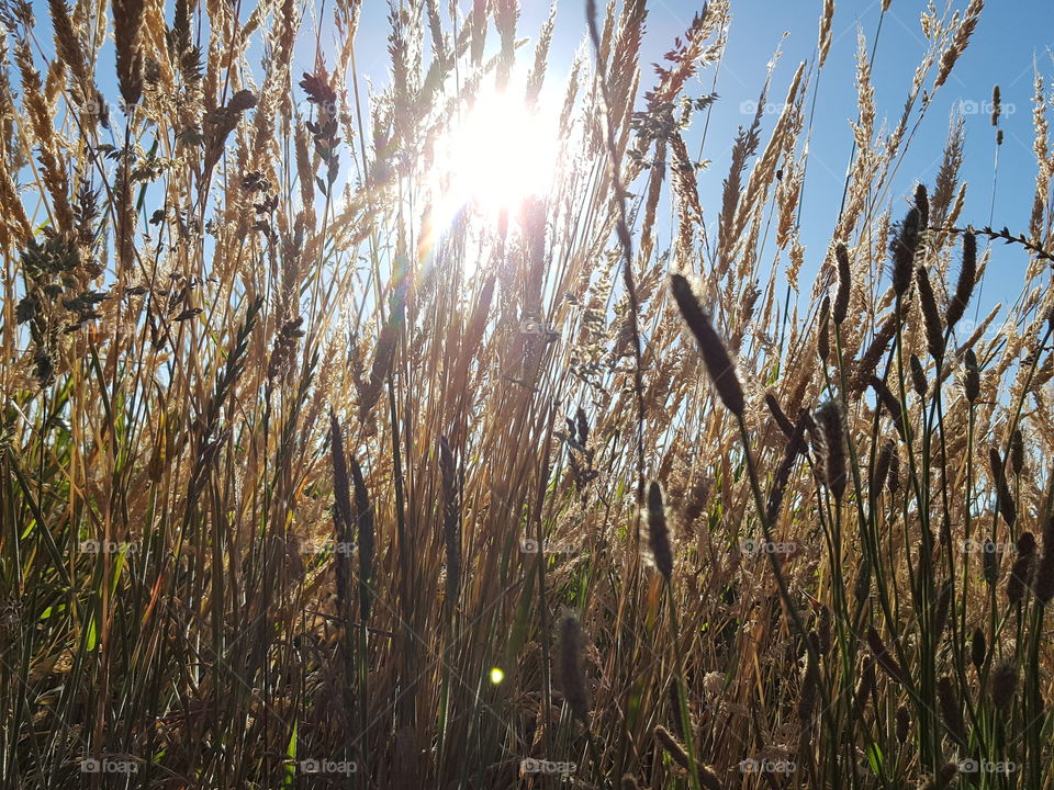 harvest