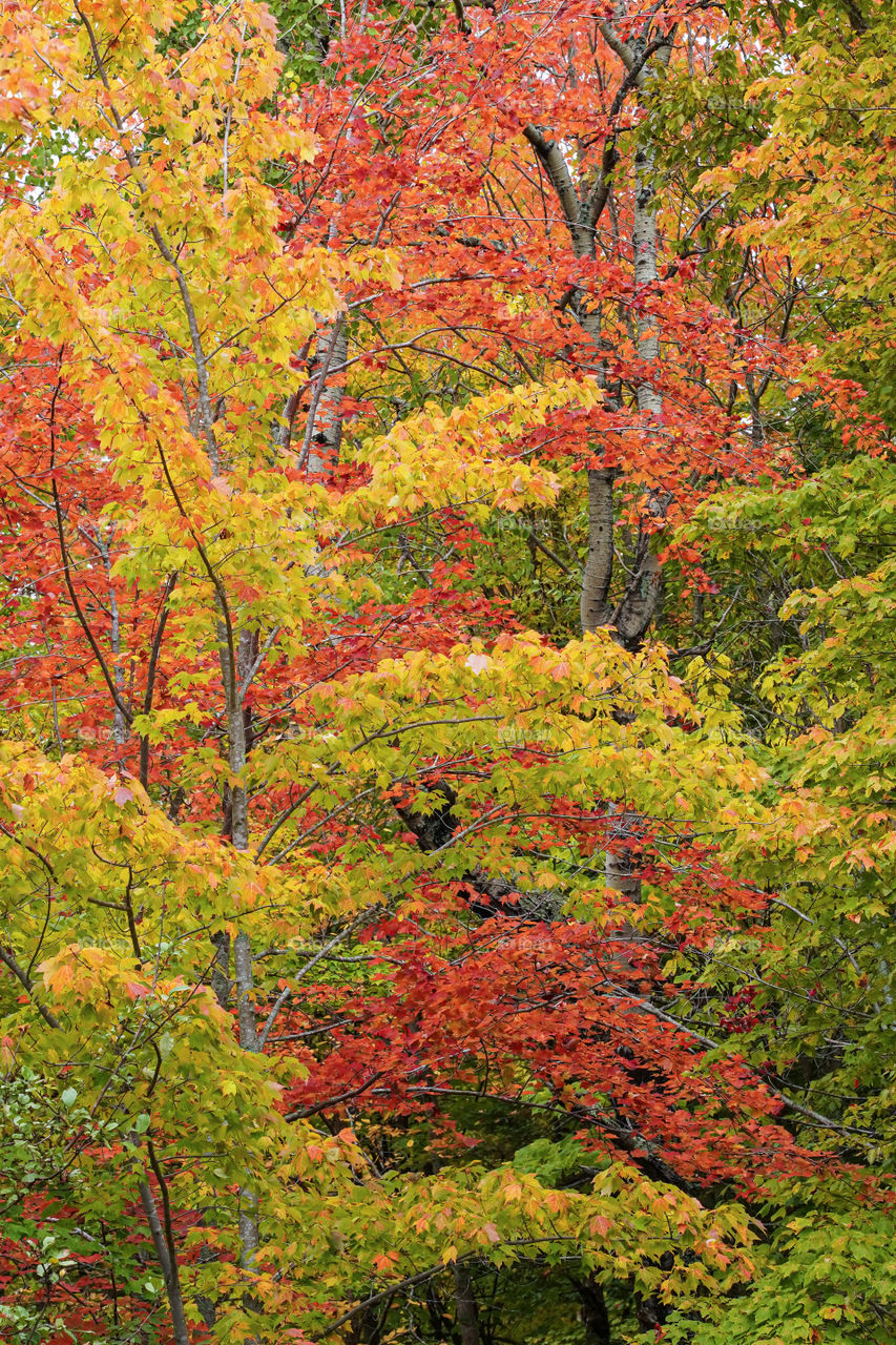Moods of Autumn-New England fall