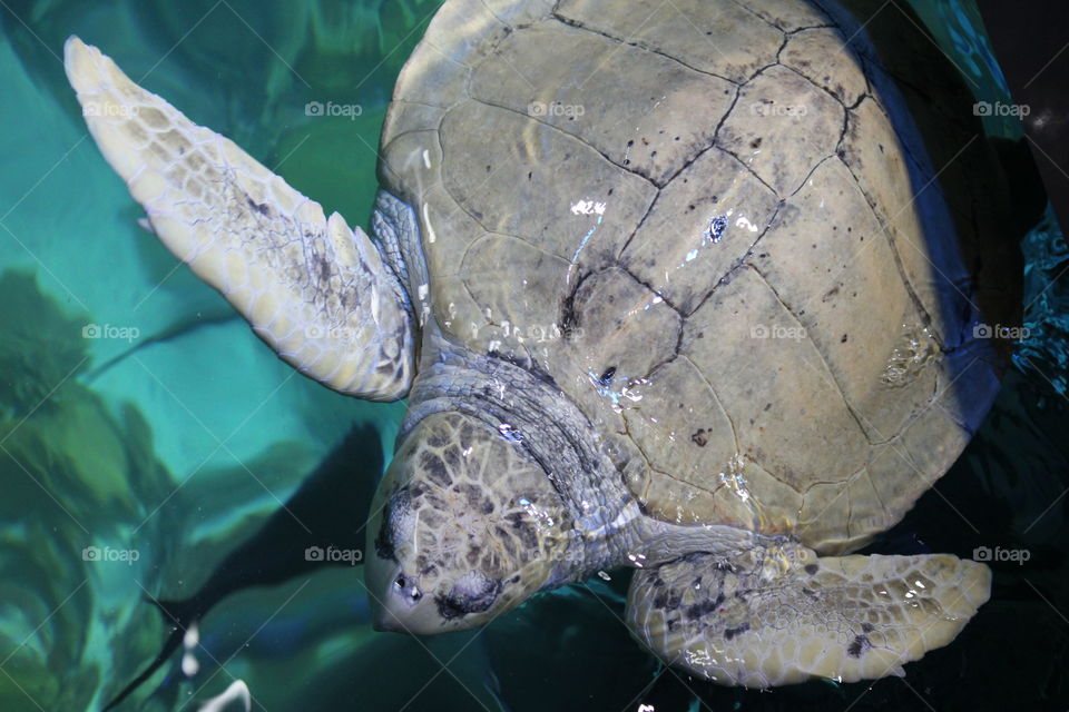 Turtle head. Boston aquarium
