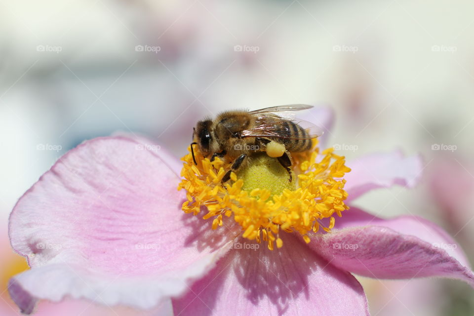 Bee while pollinating