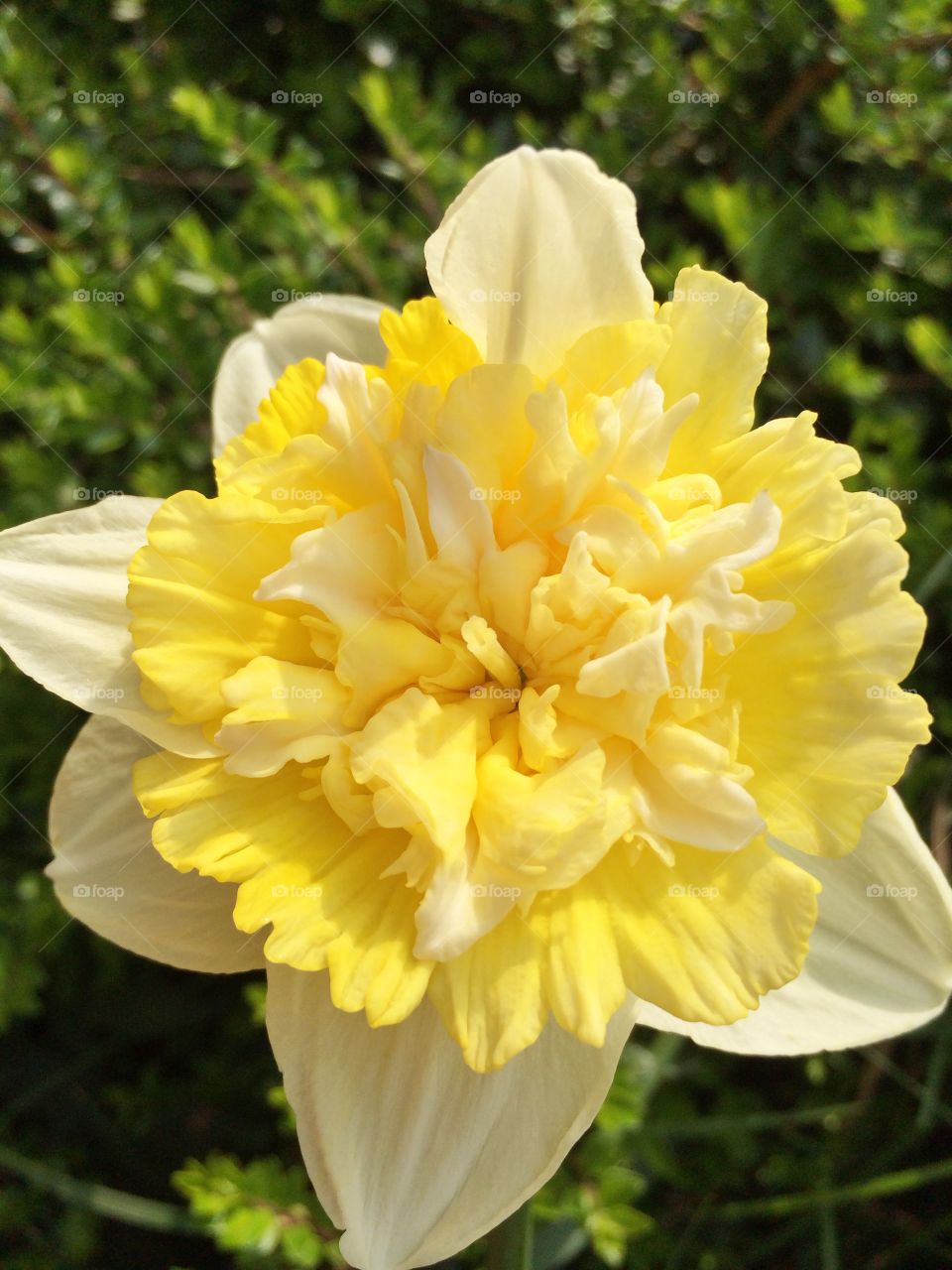 Yellow daffodil flower 