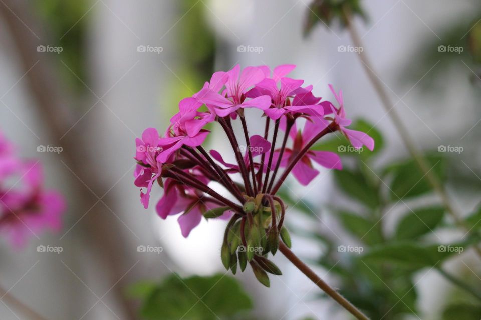 Pink and purple flowers, sticking out against the white frame and green bush around them