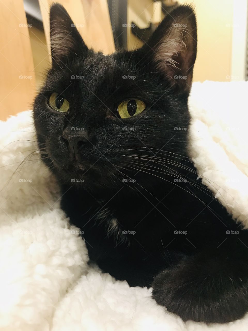 Fun photo with darling black kitty cat laying completely cuddled up in cozy white blanket!! 