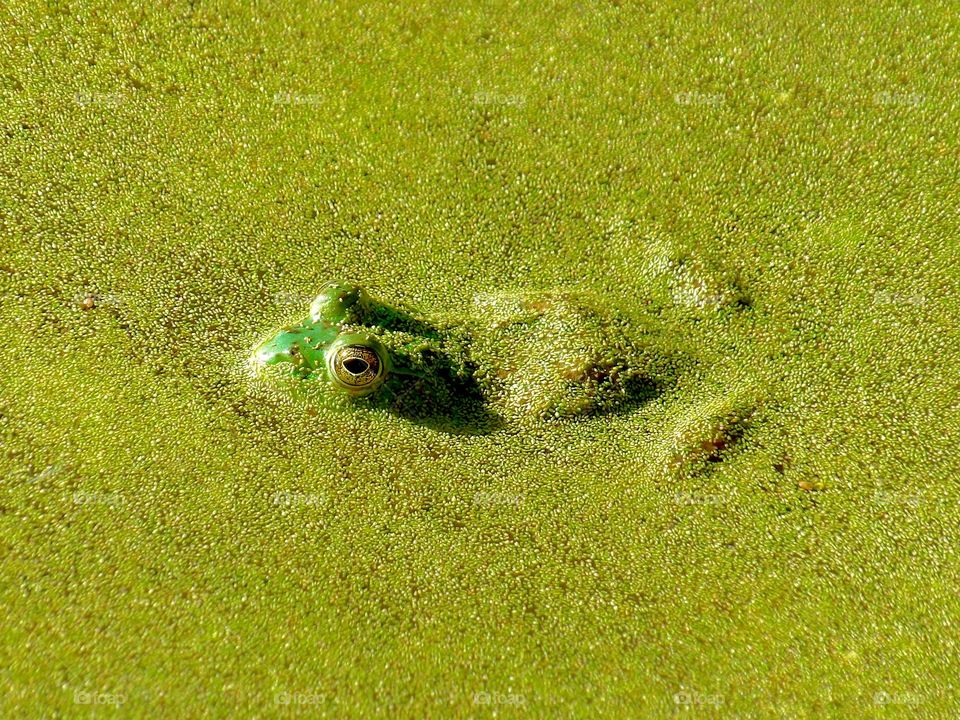 Algae covered bullfrog