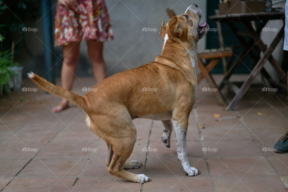 Close-up of a brown dog