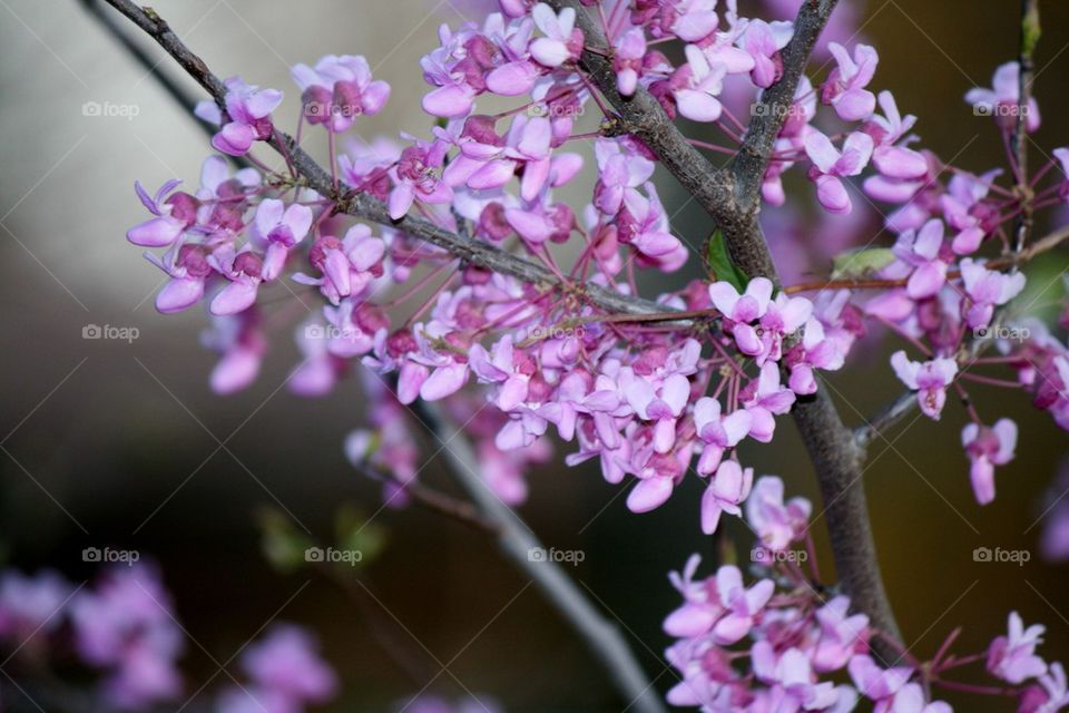 Redbud tree