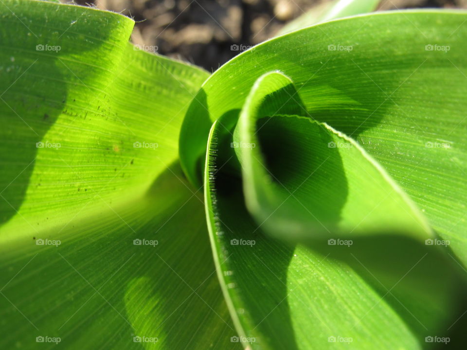 Corn field