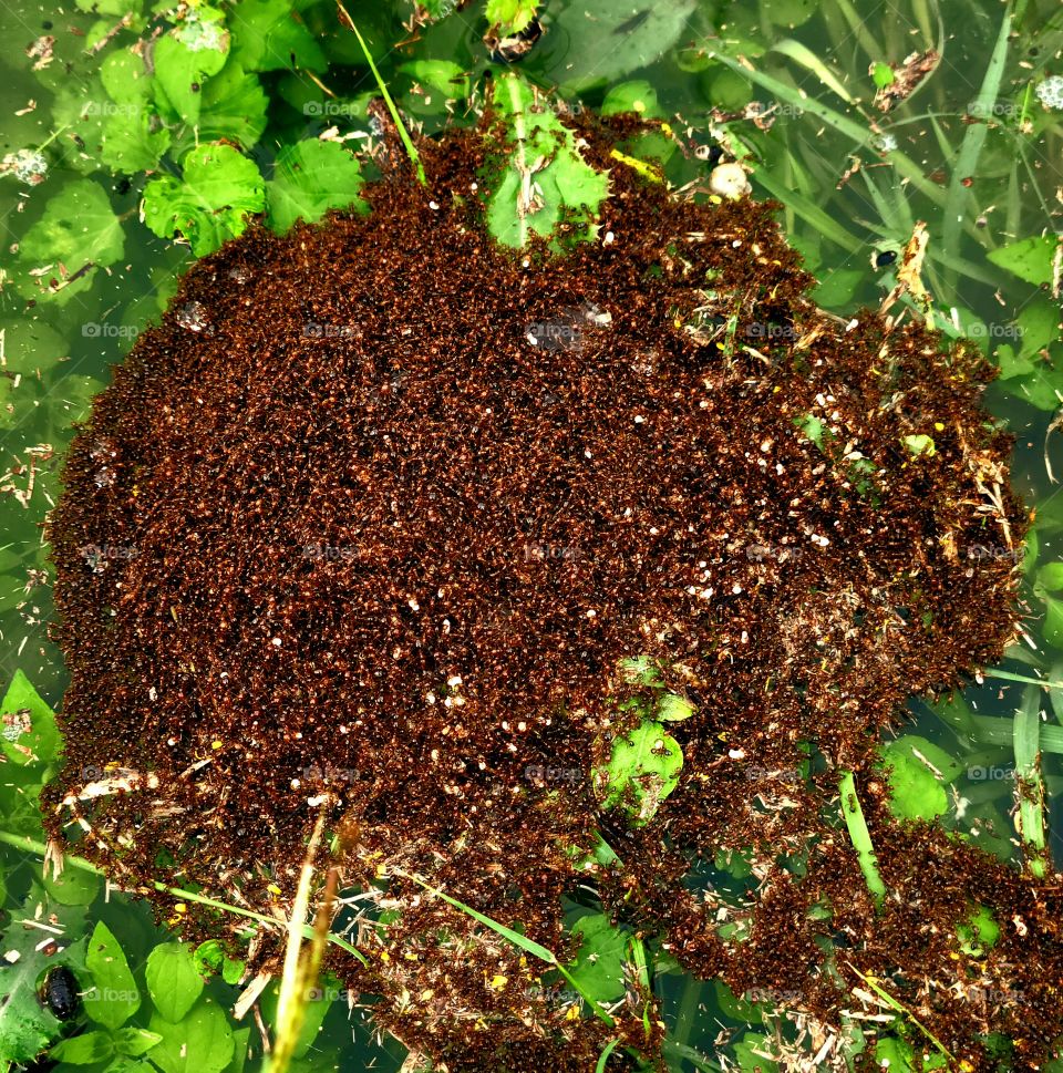 Floating, tropical fire ants during flood