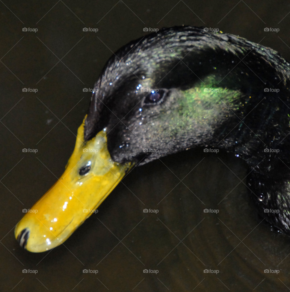 baby bird wet duck by lightanddrawing