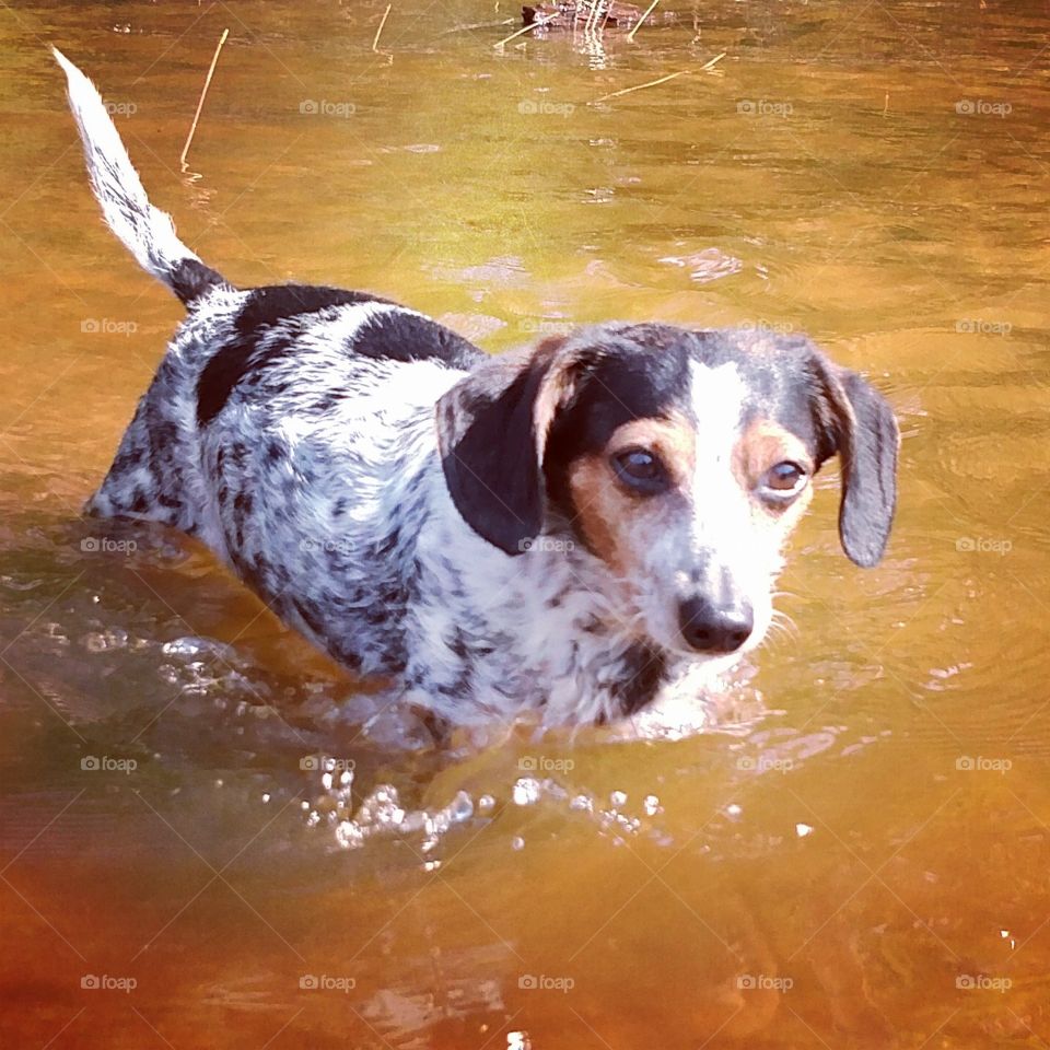 Water dachshund