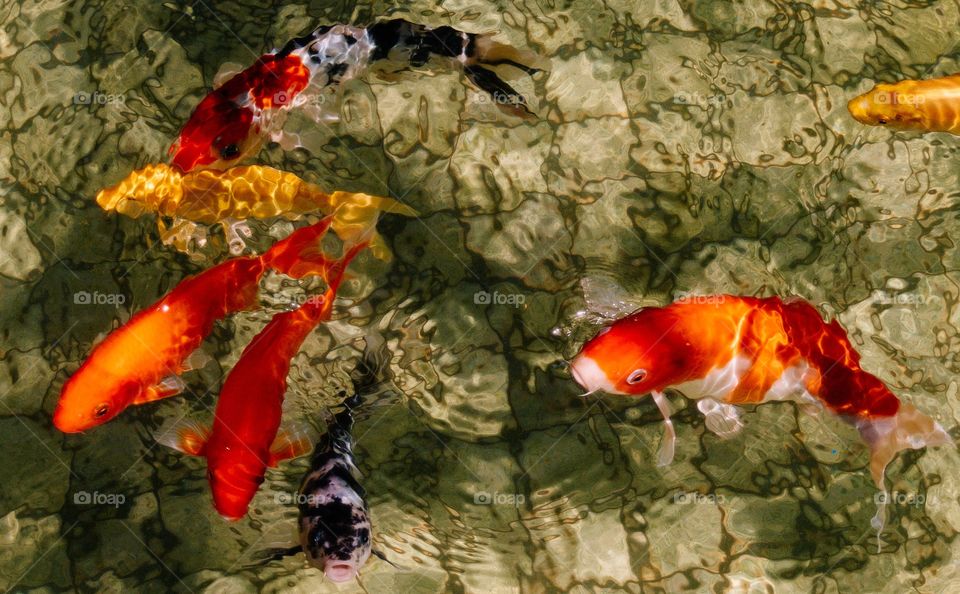 Fish, Underwater, No Person, Nature, Aquarium