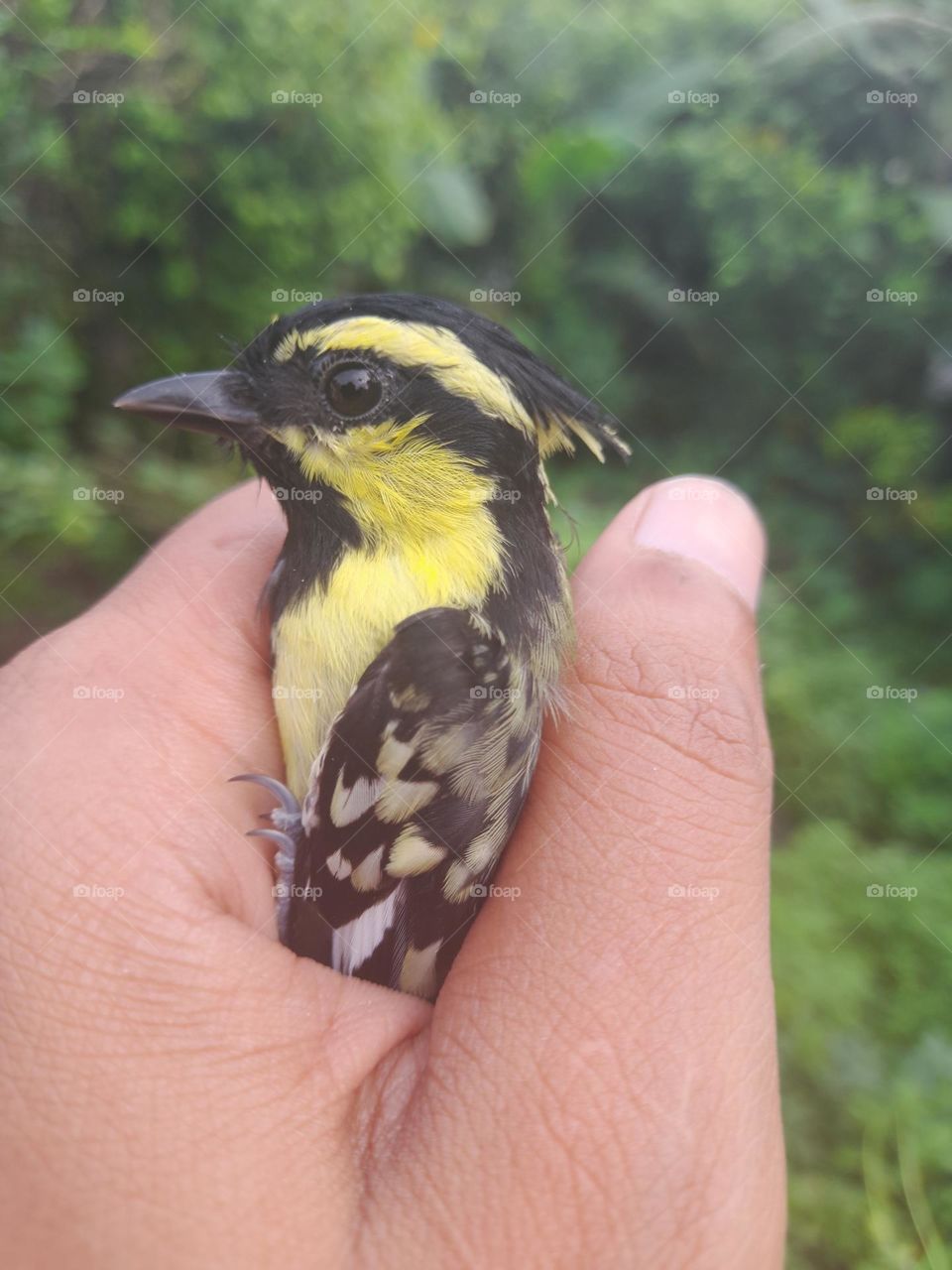 The Himalayan Black-lored Tit is really an interesting bird. Quite charming to look at,