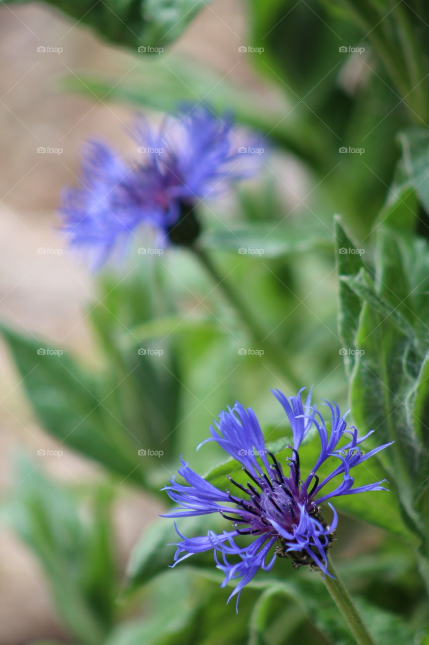 blue spindly flower