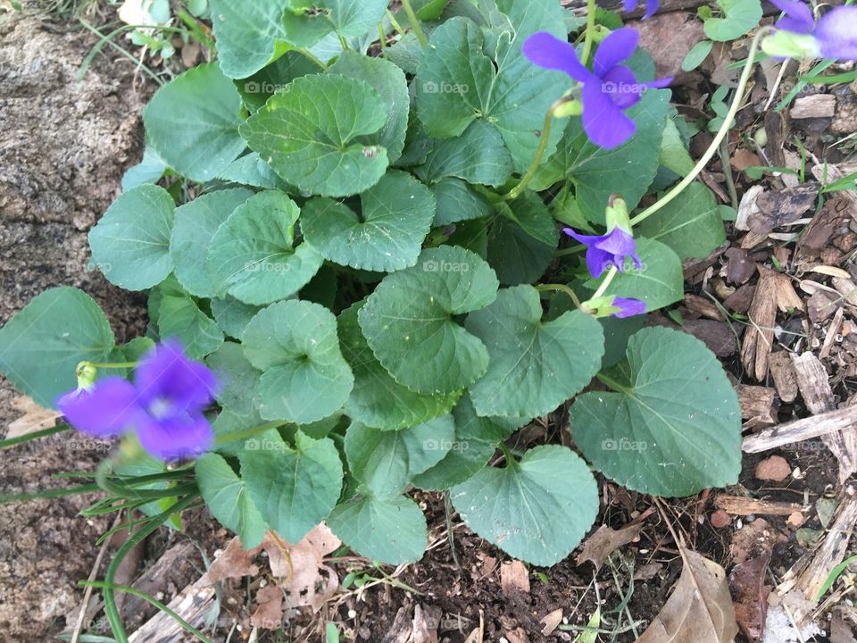 My purple phlox is blooming what’s not to love at this time of year. Just one of many 