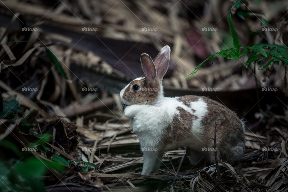 Rabbit in the forest 