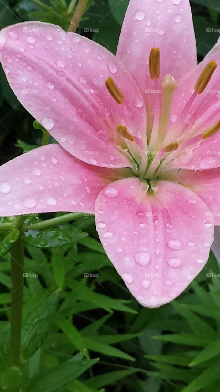 Pink Lily with water droplets