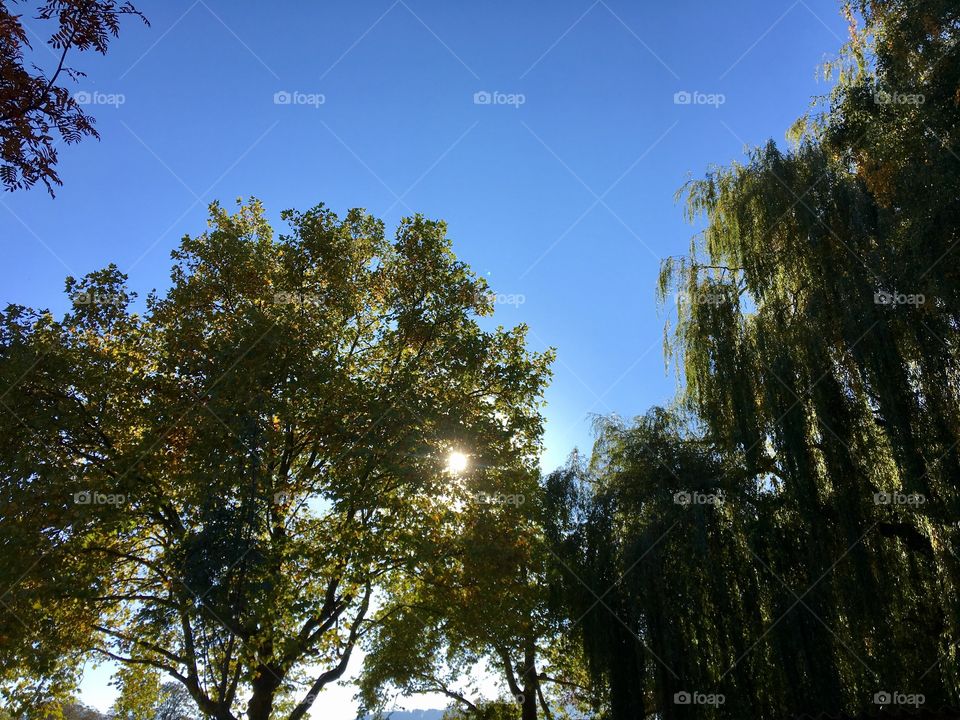 Beautiful trees