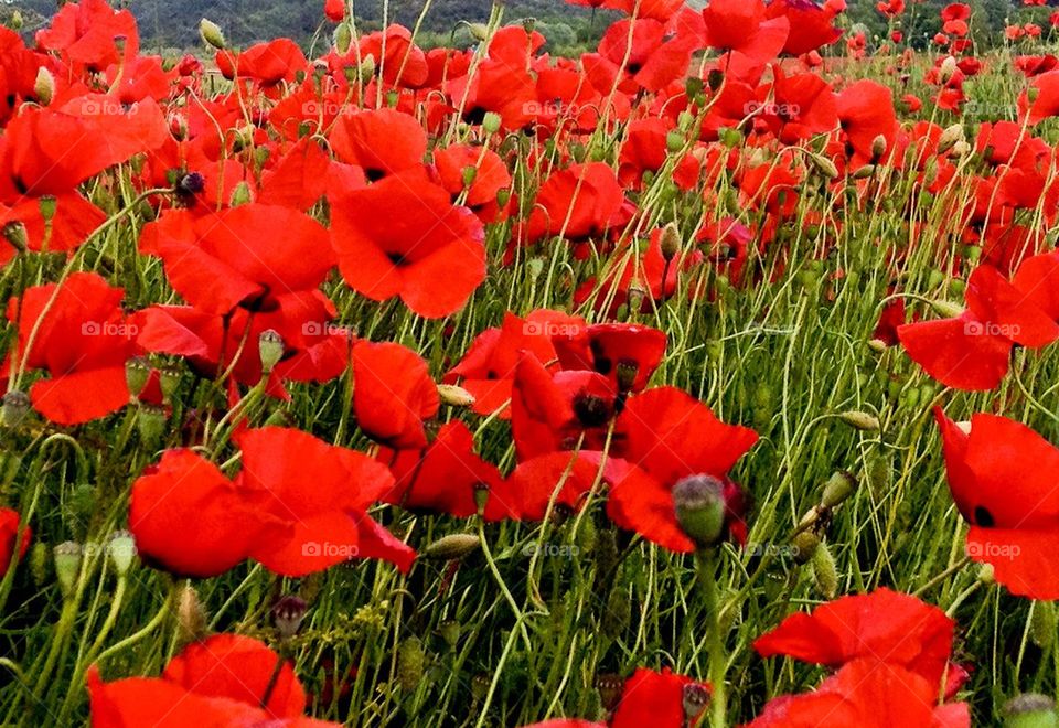 Red poppies