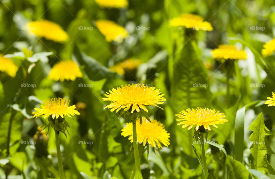 dandelion family.  group of yellow dandelions flowers on a field