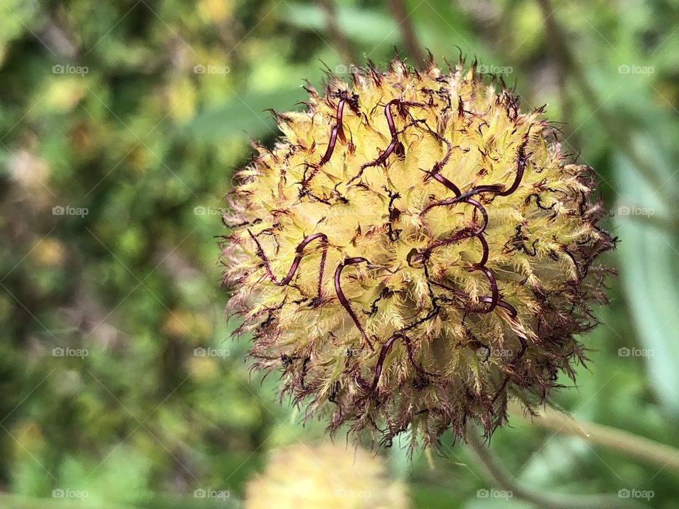 A flower that lost its petals, but not its beauty. Nature is full of shapes, and this is a great example of a circle.