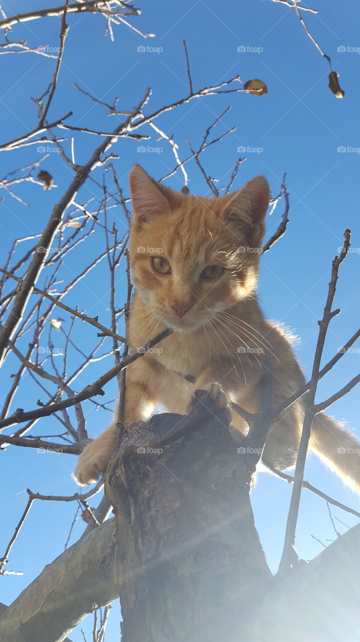 kitten on tree